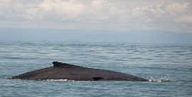 Avistamiento de Ballenas en el Pacífico