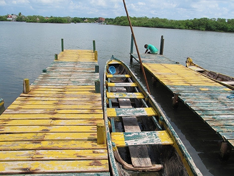 Mangrove Tunnels Canoe Tour