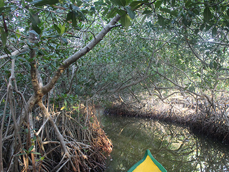 Mangrove Tunnels Canoe Tour2