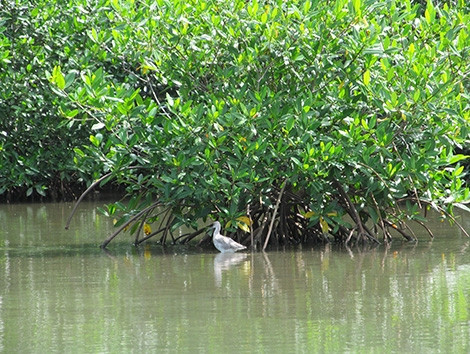 Mangrove Tunnels Canoe Tour